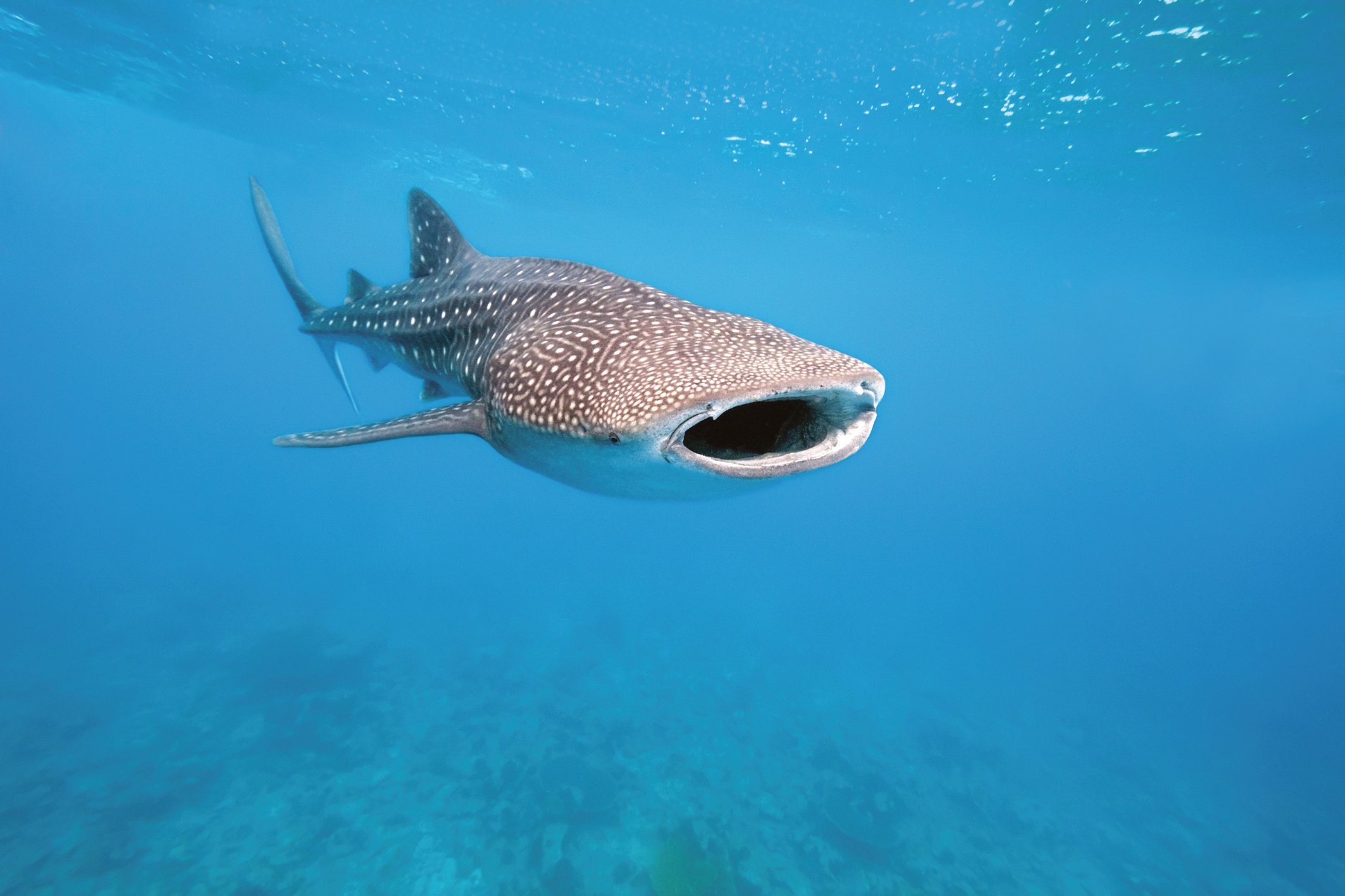 Common Animals In Cancun Mexico